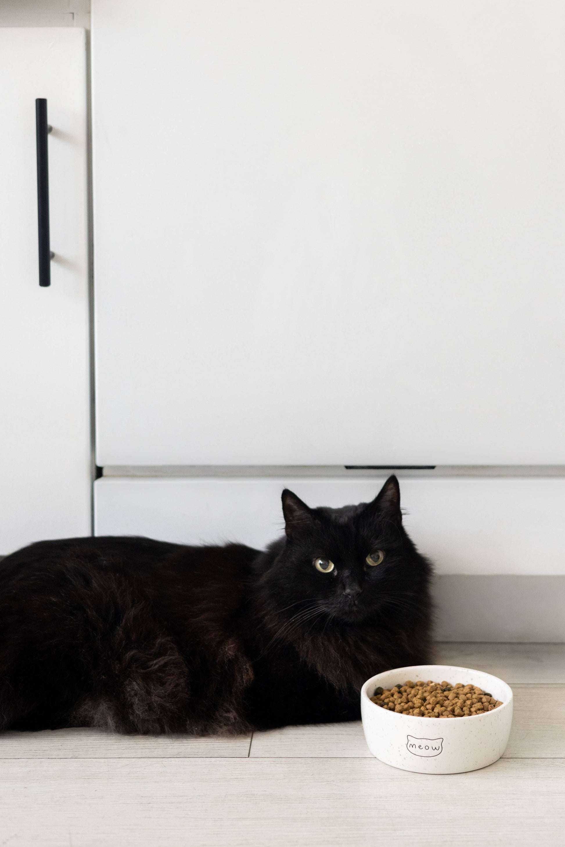 Black cat sitting next to a white bowl of cat food on a kitchen floor.